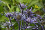 Blue Sea Holly,Eryngo